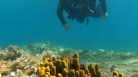 Deep Blue Divers