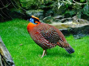 Habitatul Meu Bird Park