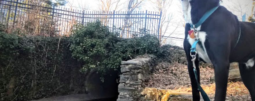 Reservoir Park
