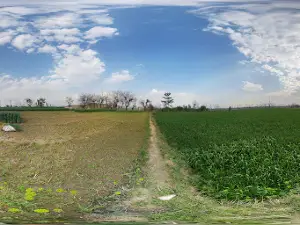 Swabi