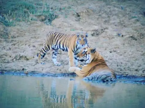 Panna national park Akola Gate
