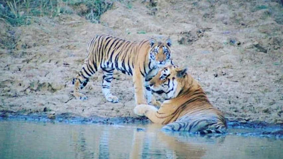 Panna national park Akola Gate