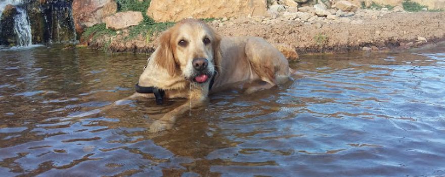Dog Town Dog Park