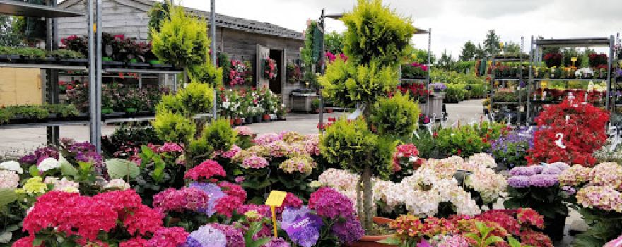 Van Kammen Tuinplanten