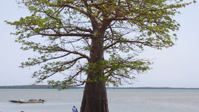 KING JAMMY'S FISHING RANGERS