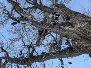 Wetmore Shoe Tree