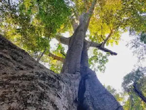 Fig Tree