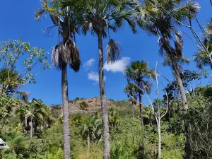 Vale dos Buritis