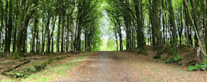 Kildoon Woods