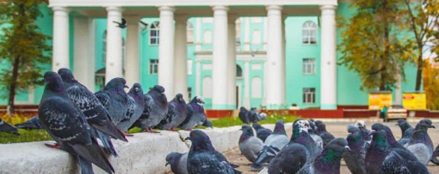 Сафоновский Городской Культурный Центр