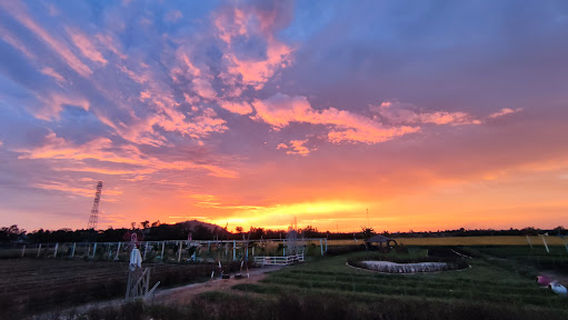 Cánh đồng hoa Thiên Anh