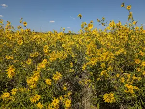 Benbrook Ranch Park