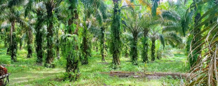 Lapangan Voli Dusun 1 Desa Marga Mulya
