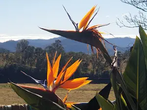 Aussie Gardener