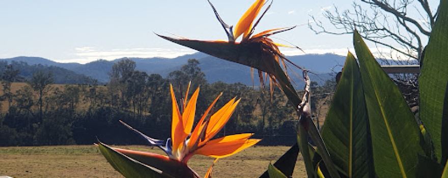 Aussie Gardener