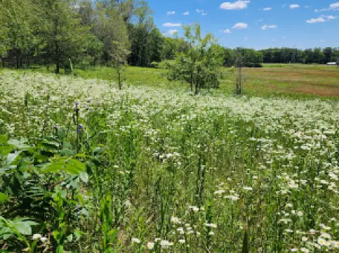 Bald Bluff Nature Trail