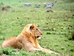 The Maasai Mara National Reserve