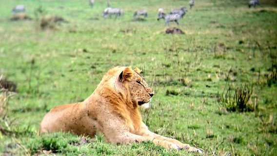 The Maasai Mara National Reserve