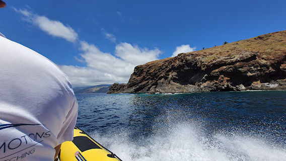 Madeira Sea Emotions | Whale & Dolphin Watching and Boat Tours