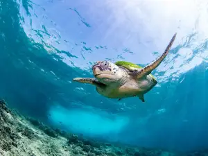 Pearl Dimaniyat diving center