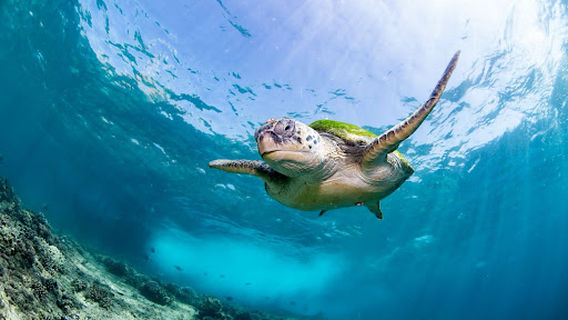 Pearl Dimaniyat diving center