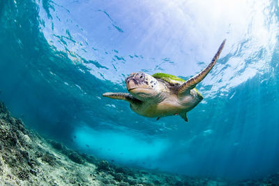 Pearl Dimaniyat Diving Center