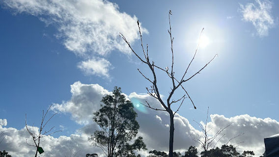 Mornington Green Legacy Gardens