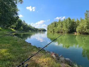 Drava forest