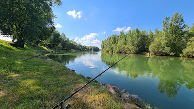 Drava forest