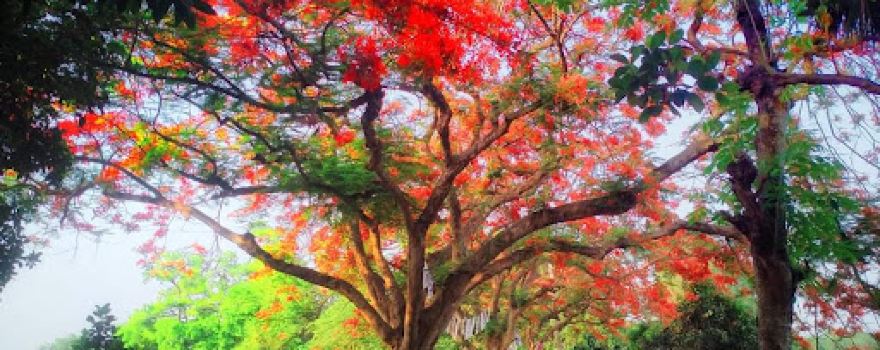 Sarisha Playground শরিষা খেলার মাঠ