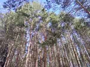 "Oreshnik" Park Kul'tury I Otdykha