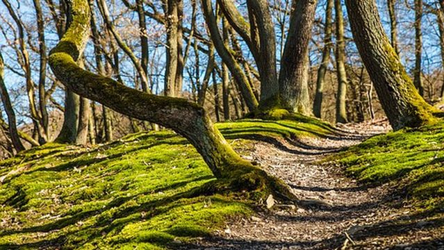 North Sherwood Forest Community Park