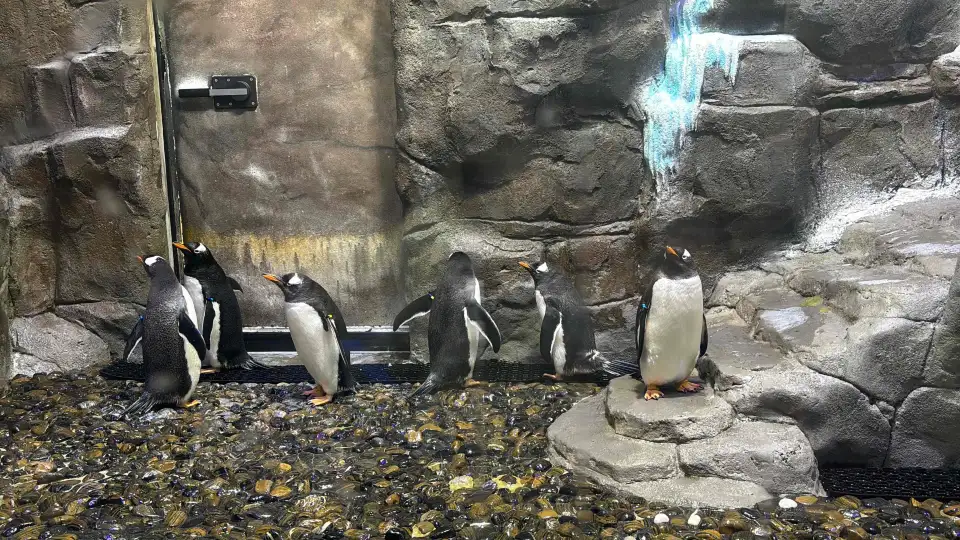 5_杜拜水族館和水下動物園