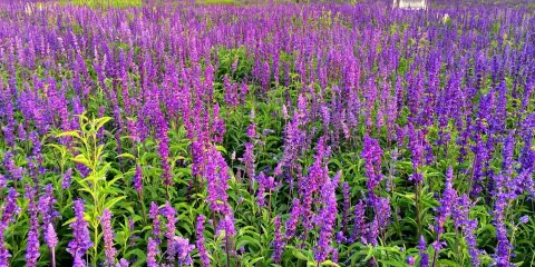 淶源七彩薰衣草植物園