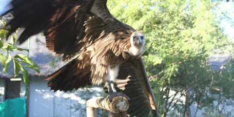 CARACAL Biodiversity Center