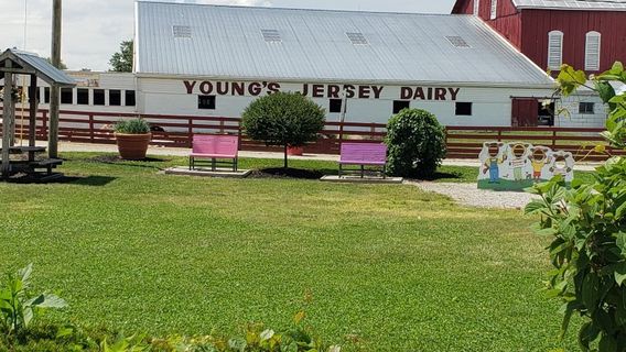 Young's Jersey Dairy