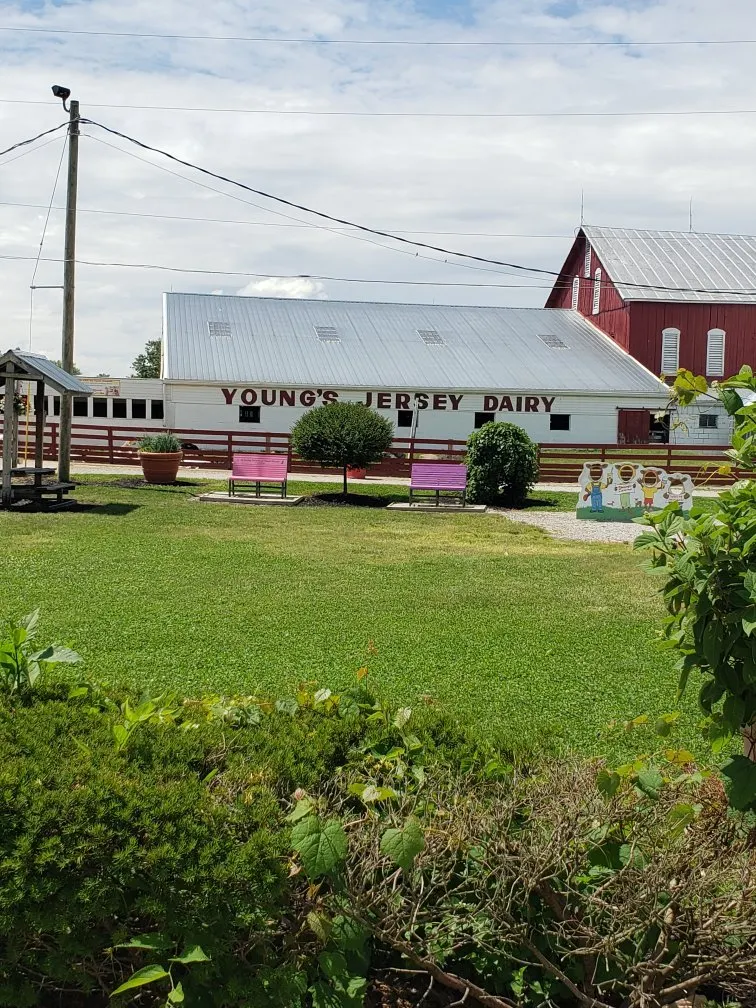 Young's Jersey Dairy