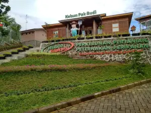 Kebun Pak Budi