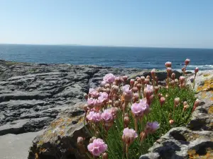 Burren and Cliffs of Moher Geopark