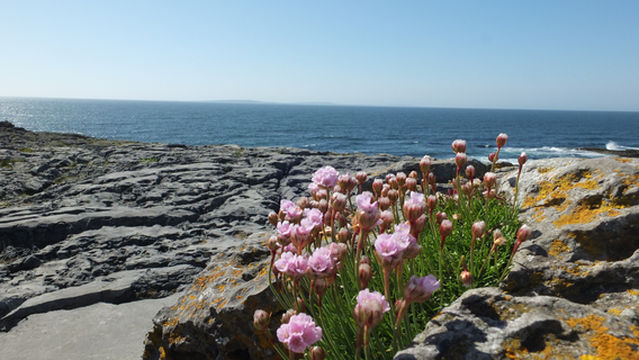 Burren and Cliffs of Moher Geopark