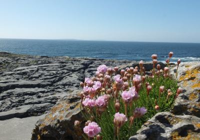 Burren and Cliffs of Moher Geopark