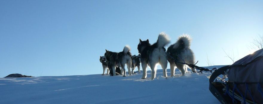 Entre chien et loup