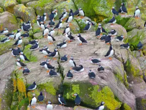Gatherall's Puffin & Whale Watch
