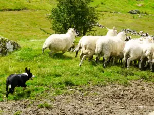 Kissane Sheep Farm