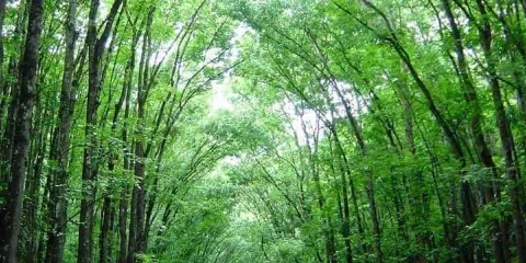 Bohol Python and Wildlife Park