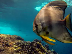 Dive Bluemotion