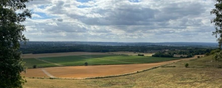 White Horse Wood