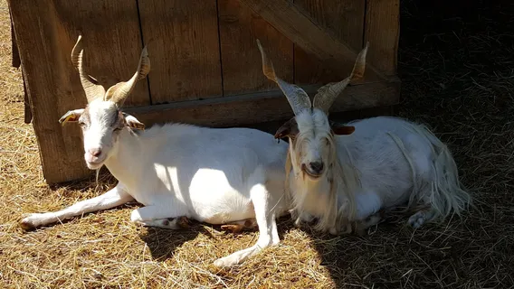 La Ferme du Bon’Air