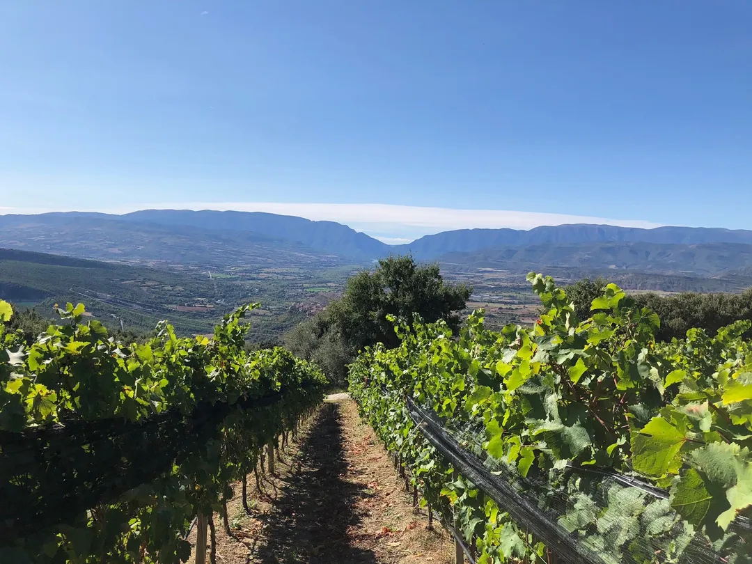 2_Bodega Castell d'Encus