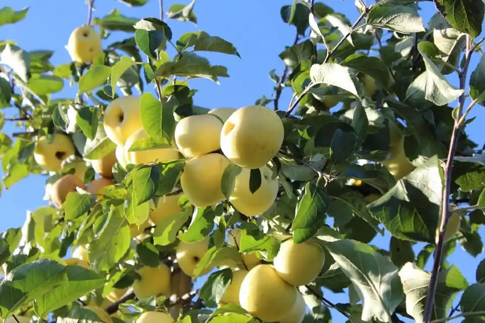 3_Champlain Orchards